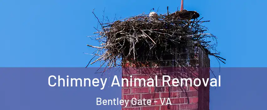 Chimney Animal Removal Bentley Gate - VA