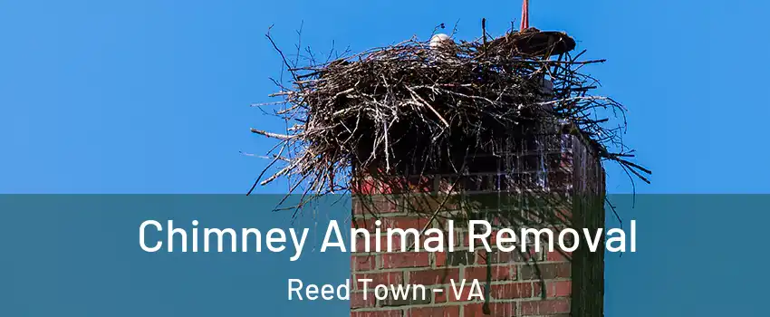 Chimney Animal Removal Reed Town - VA