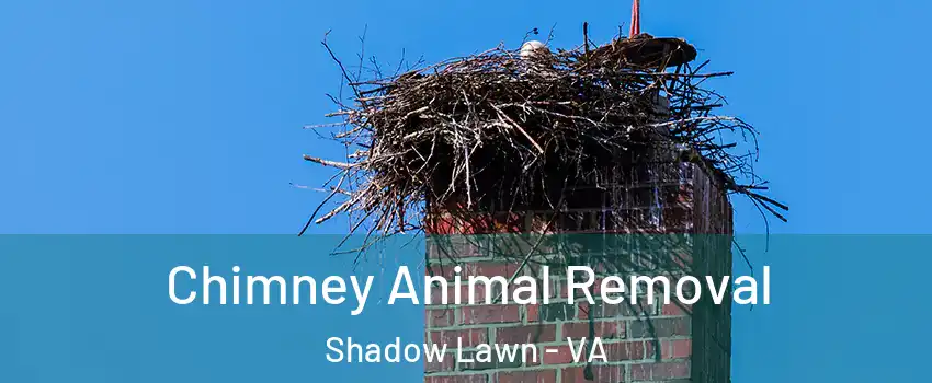 Chimney Animal Removal Shadow Lawn - VA