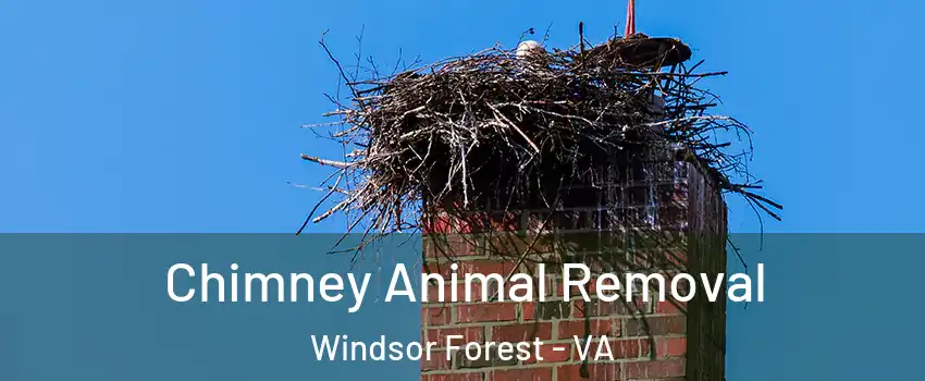 Chimney Animal Removal Windsor Forest - VA