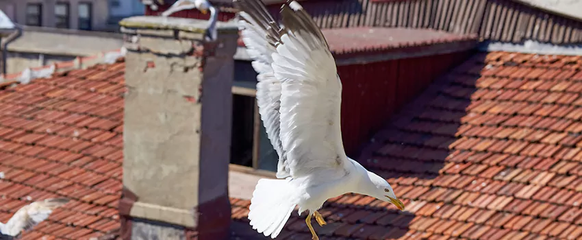 Residential Chimney Animal Removal Solution in Woodhurst, VA